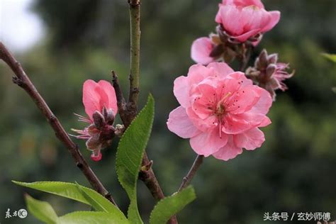 化解爛桃花|如何化解感情上的爛桃花